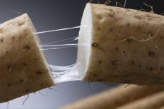 画像4: 【送料無料】長芋 ３kg (4)
