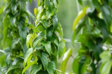画像6: 【送料無料】長芋 ３kg (6)